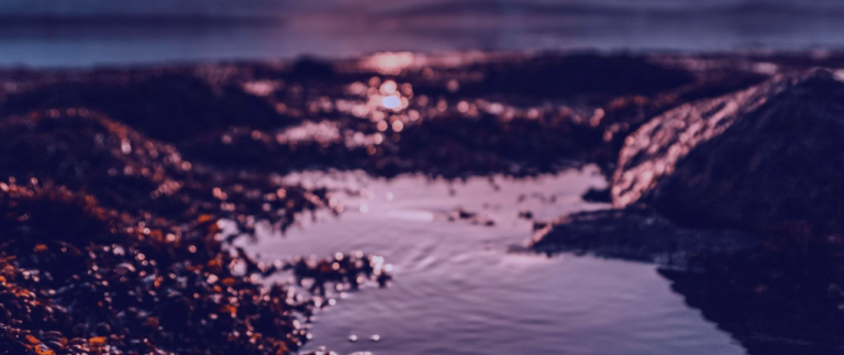 Turning the Tide: How Invasive Seaweed Is Becoming a Biofuel Solution